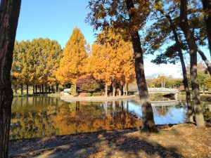 Maruyama Park !!!